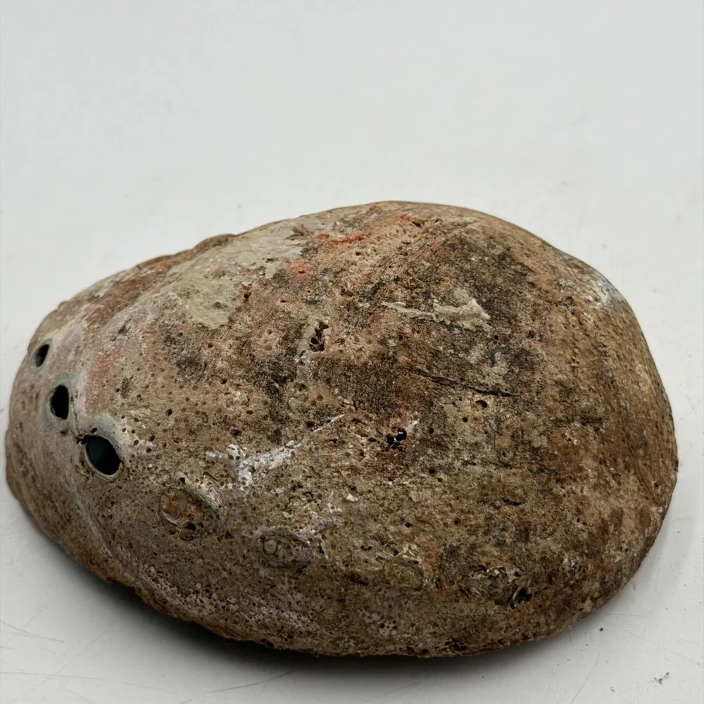 Extra Large Abalone Shell Unpolished Display Piece